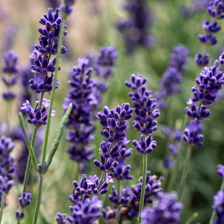 7197dc27475785082d98c7861fba0661