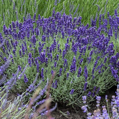 53d358e308cf18b0bad0cd49a0590d0a