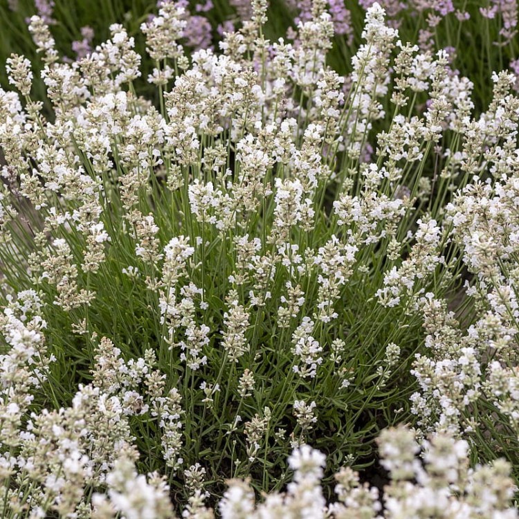 d043fd3e33782bbfb6f957d32d346dab