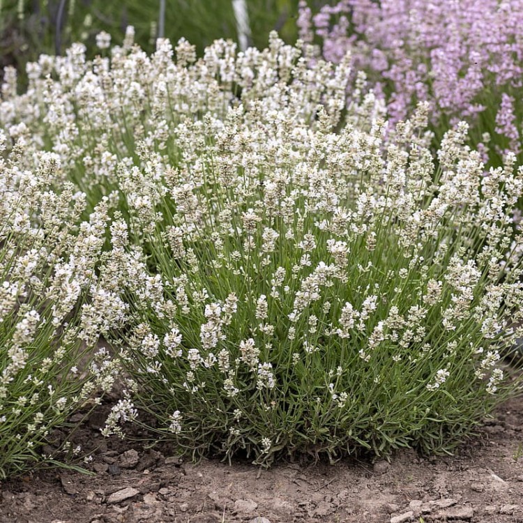 64e3310f3eb2587bfa4d893b2b1e763c