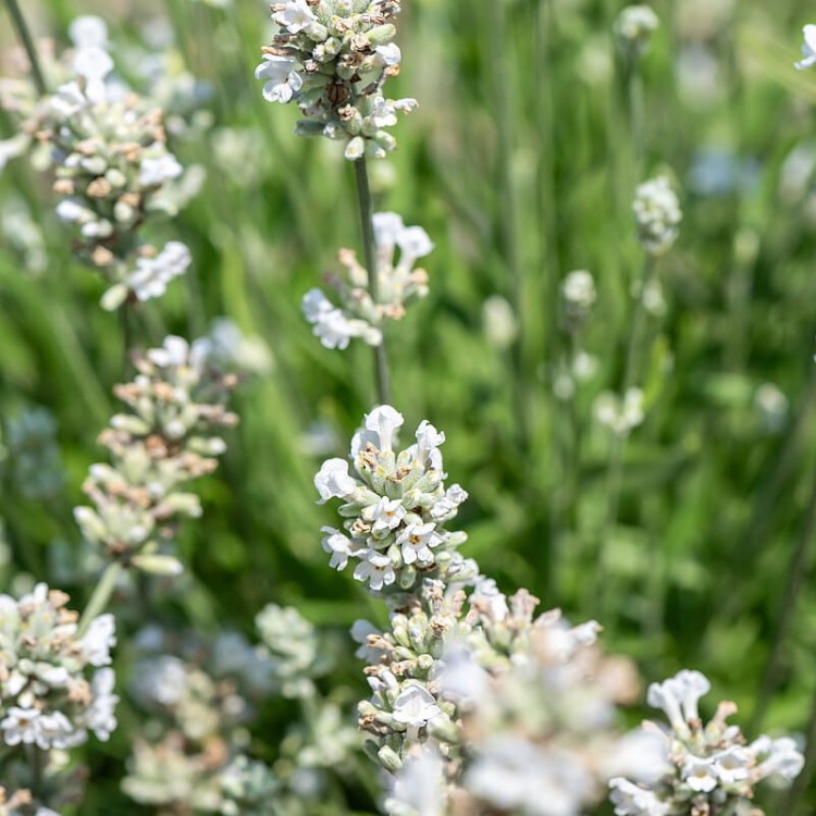 38f16378490d1a84ed6682c11768e855