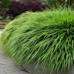 Hakonechloa smukła Greenhills Hakonechloa macra P9