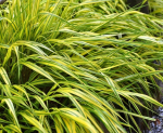 Hakonechloa smukła Aureola Hakonechloa macra P11