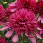 Jeżówka Southern Belle Echinacea hybrida P14