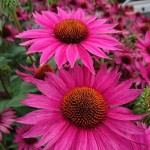 Jeżówka JS Roho Echinacea hybrida P14