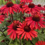 Jeżówka Hot Summer Imp. Echinacea hybrida P14