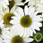 Jeżówka SunMagic Vintage Pearl White Echinacea P14