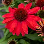 Jeżówka SunMagic Vintage Ruby Echinacea hybrida P14