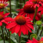 Jeżówka SunMagic Fantastic Scarlet Echinacea hybrida P14