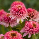 Jeżówka Butterfly Kisses Echinacea hybrida P9