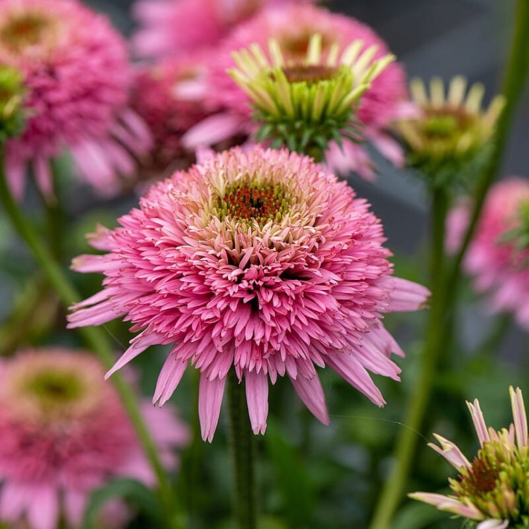 ad88d30d3c7ae343434402c58376b37e