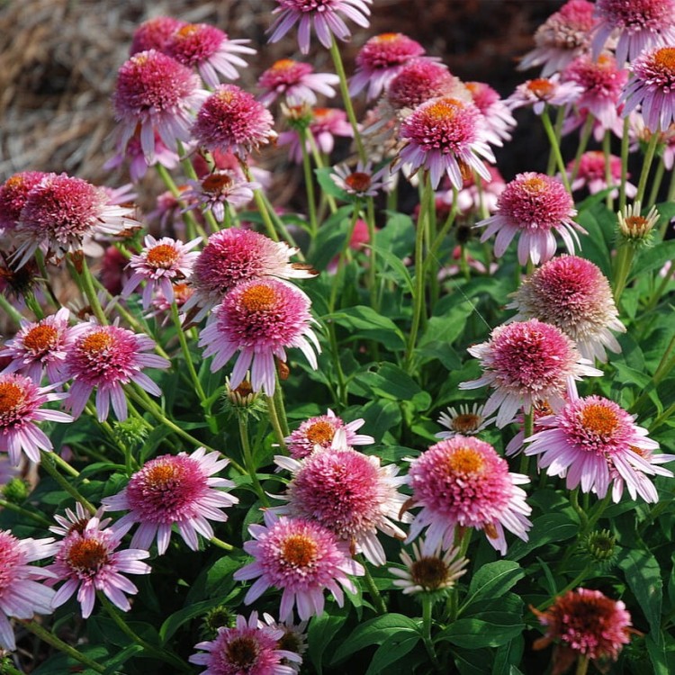 9c0be0945686b6fa8b805a4e5f0f180c