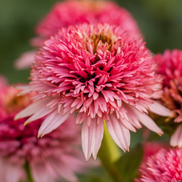 c4063169fc065223c789312c348291c4