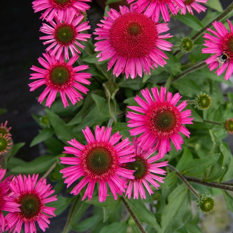 3befc61759c735a2e72e4104caef8895