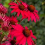 Jeżówka Glowing Dream Echinacea hybrida P9