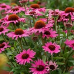 Jeżówka Pearl Dark Pink Echinacea hybrida P9