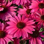 Jeżówka Pearl Magenta Imp. Echinacea hybrida P9