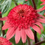 Jeżówka Raspberry Truffle Echinacea hybrida P9