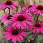 Jeżówka Sensation Wild Romance Echinacea hybrida P9