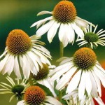 Jeżówka purpurowa Alba Echinacea purpurea P9