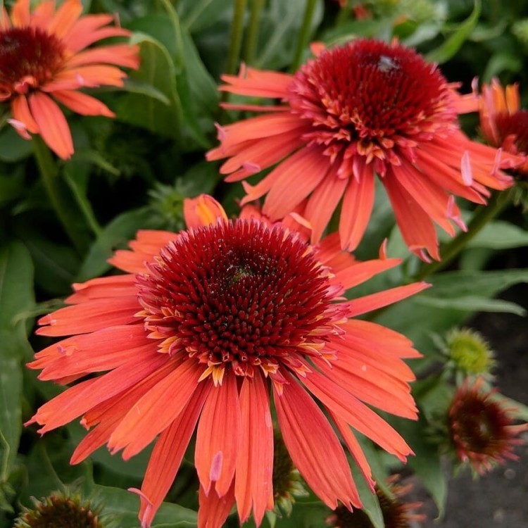 a992ec539a101cdab8c268b7766e7d74