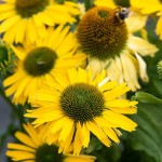 Jeżwóka Pearl Yellow Imp. Echinacea hybrida P9