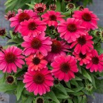 Jeżówka SunMagic Vintage Red Echinacea hybrida P9