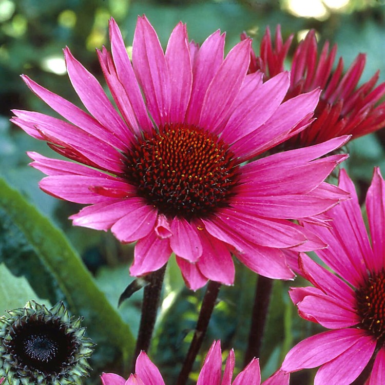 9ee120666276fff478802410ff261721