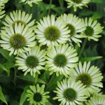 Jeżówka Green Jewel Echinacea hybrida P9