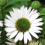 Jeżówka Virgin Echinacea hybrida P9