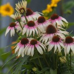 Jeżówka Fountain Pink Eye Echinacea hybrida P9