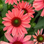 Jeżówka SunMagic Vintage Watermelon Echinacea P9