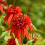Jeżówka Hot Papaya Echinacea hybrida P9
