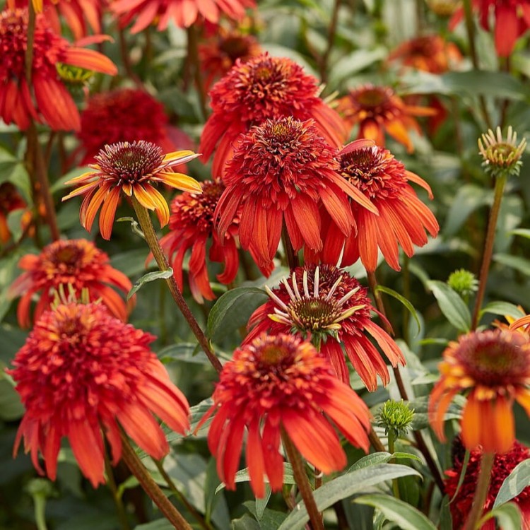 2b2c8b632624ffe5ec2a1d4f4930f247