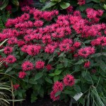 Pysznogłówka Bee-Happy Monarda hybrida P11