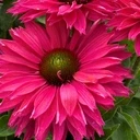 Echinacea hybrida | SunSeekers Sweet Fuchsia P9