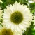 c717508cc9693b9c9a1255ea20bc659a