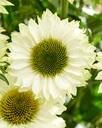 c24f11b83ab1211188cacf62ffc126fe