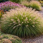 Rozplenica japońska Cassian Pennisetum alopecuroides P14