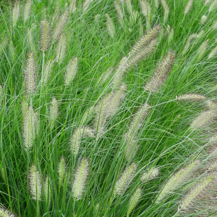 c1a2114a80fbbf62c864af009aec2485