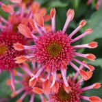 Jeżówka Papallo Semi Double Orange Pipes Echinacea purpurea P14