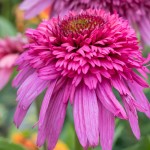 Jeżówka Delicious Strawberry Echinacea hybrida P14