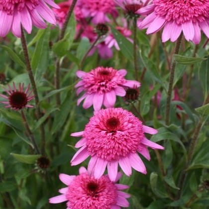 1099d85028999530ac02ee9e4ee18438