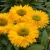 Echinacea hybrida | SunSeekers Golden Sun P9