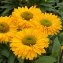 Echinacea hybrida | SunSeekers Golden Sun P9