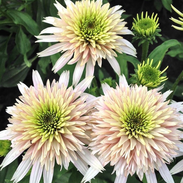 Jeżówka Cherry Fluff Echinacea hybrida P14