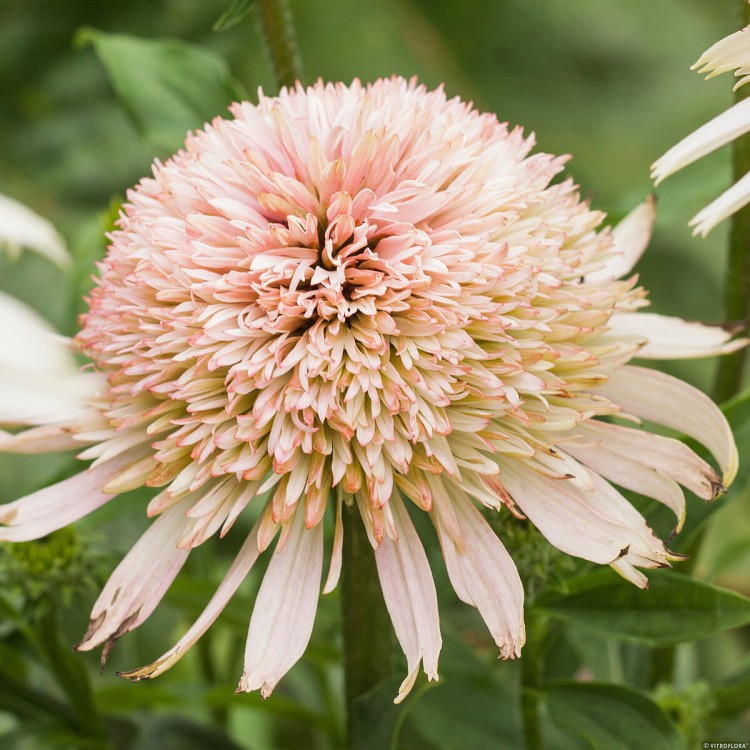 Jeżówka Cherry Fluff Echinacea hybrida P14