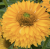 Echinacea hybrida | SunSeekers Golden Sun P14