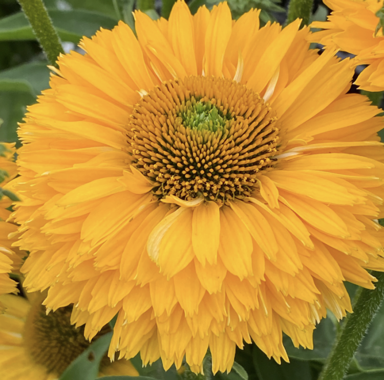 Echinacea hybrida | SunSeekers Golden Sun P14