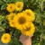 Echinacea hybrida | SunSeekers Golden Sun P14